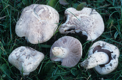 Agaricus porphyrocephalus