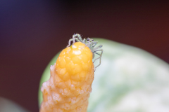 Lyssomanes viridis