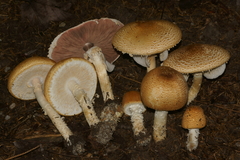 Agaricus nanaugustus
