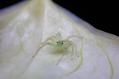 Lyssomanes viridis