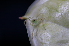 Lyssomanes viridis