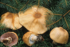 Agaricus nanaugustus