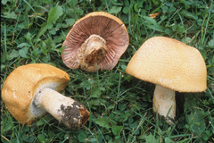 Agaricus nanaugustus