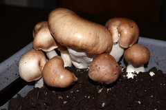 Agaricus subrufescens