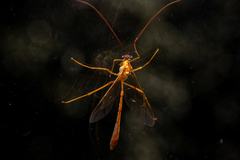 Enicospilus purgatus
