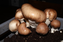 Agaricus subrufescens