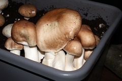 Agaricus subrufescens
