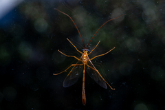 Enicospilus purgatus