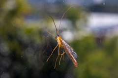 Enicospilus purgatus