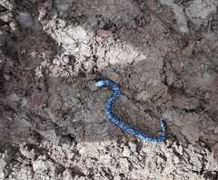 Amphisbaena fuliginosa