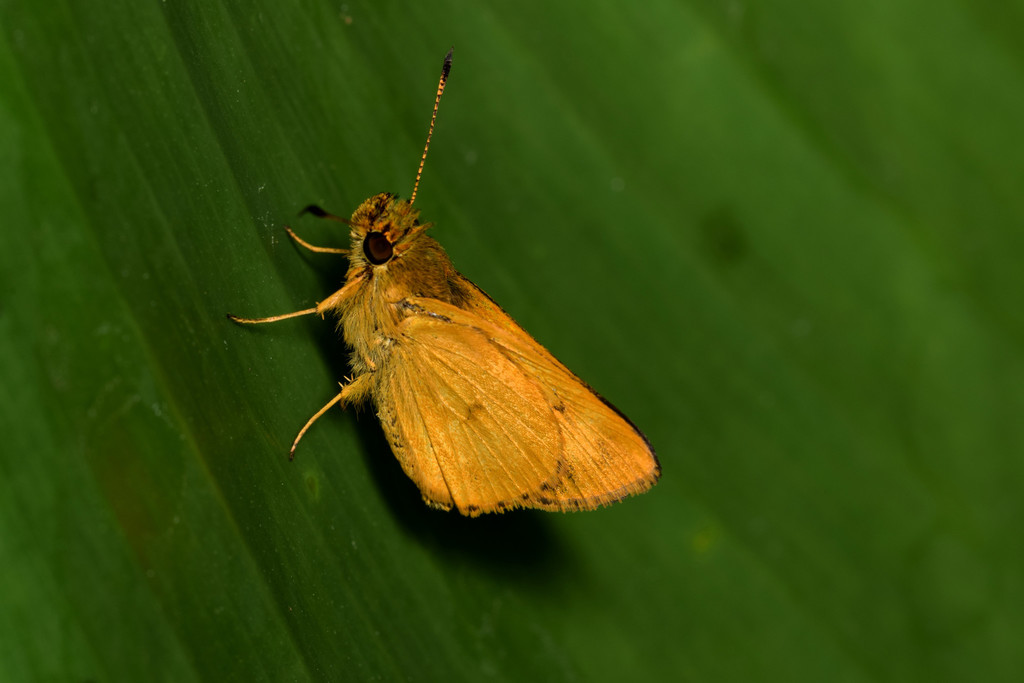 Trailside Skipper