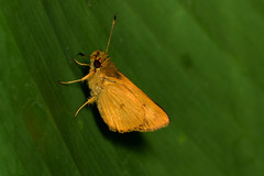 Trailside Skipper