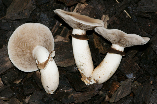 Poplar Fieldcap