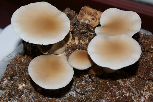 Poplar Fieldcap