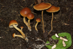 Agrocybe arvalis