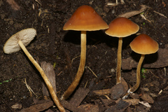 Agrocybe arvalis