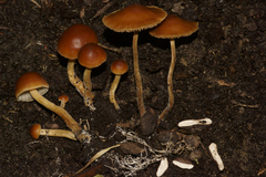 Agrocybe arvalis