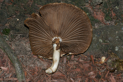 Cyclocybe cylindracea