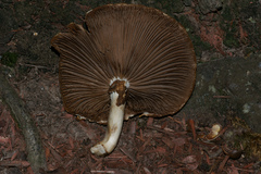 Cyclocybe cylindracea