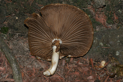 Cyclocybe cylindracea