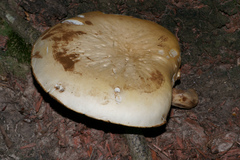 Cyclocybe cylindracea