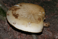 Cyclocybe cylindracea