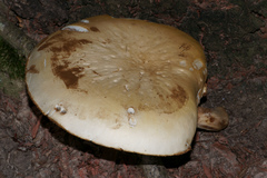 Cyclocybe cylindracea