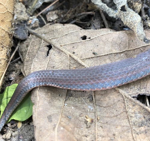 Photo of a Burrowing Snake (Adelphicos nigrilatum)