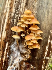 Flammulina velutipes