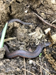 Adelphicos nigrilatum