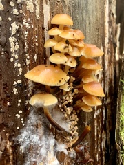 Flammulina velutipes