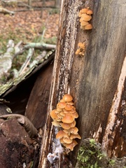 Flammulina velutipes