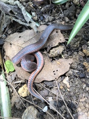 Adelphicos nigrilatum