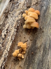 Flammulina velutipes