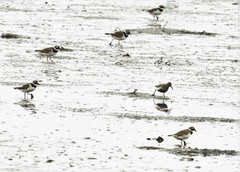 Charadrius hiaticula