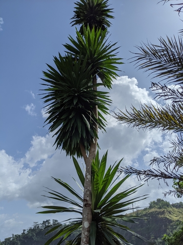 African Dragon Tree