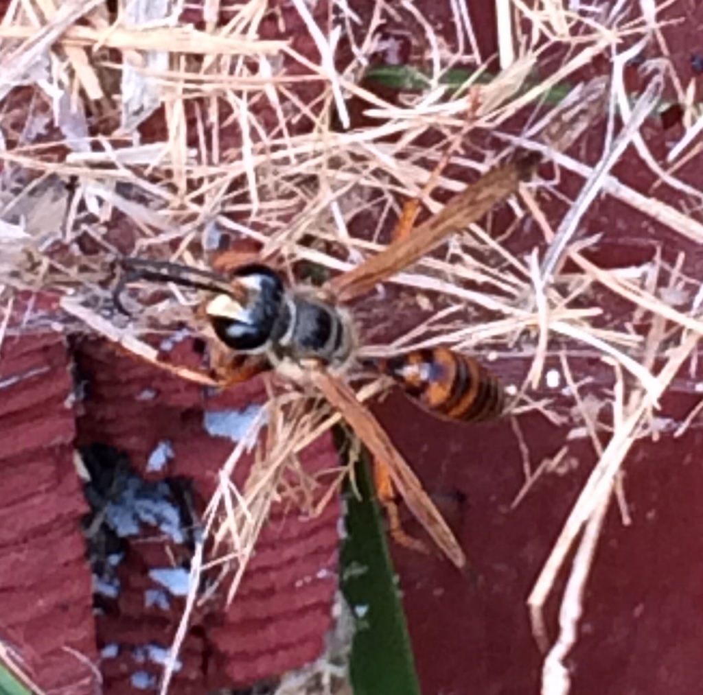 Elegant Grass-carrying Wasp