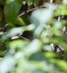 Uropsila leucogastra