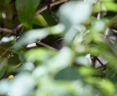 Uropsila leucogastra