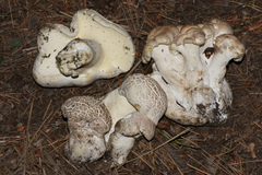 Albatrellus avellaneus