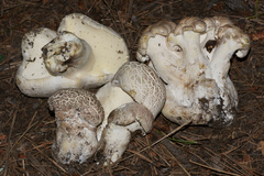 Albatrellus avellaneus