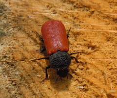 Bostrichus capucinus