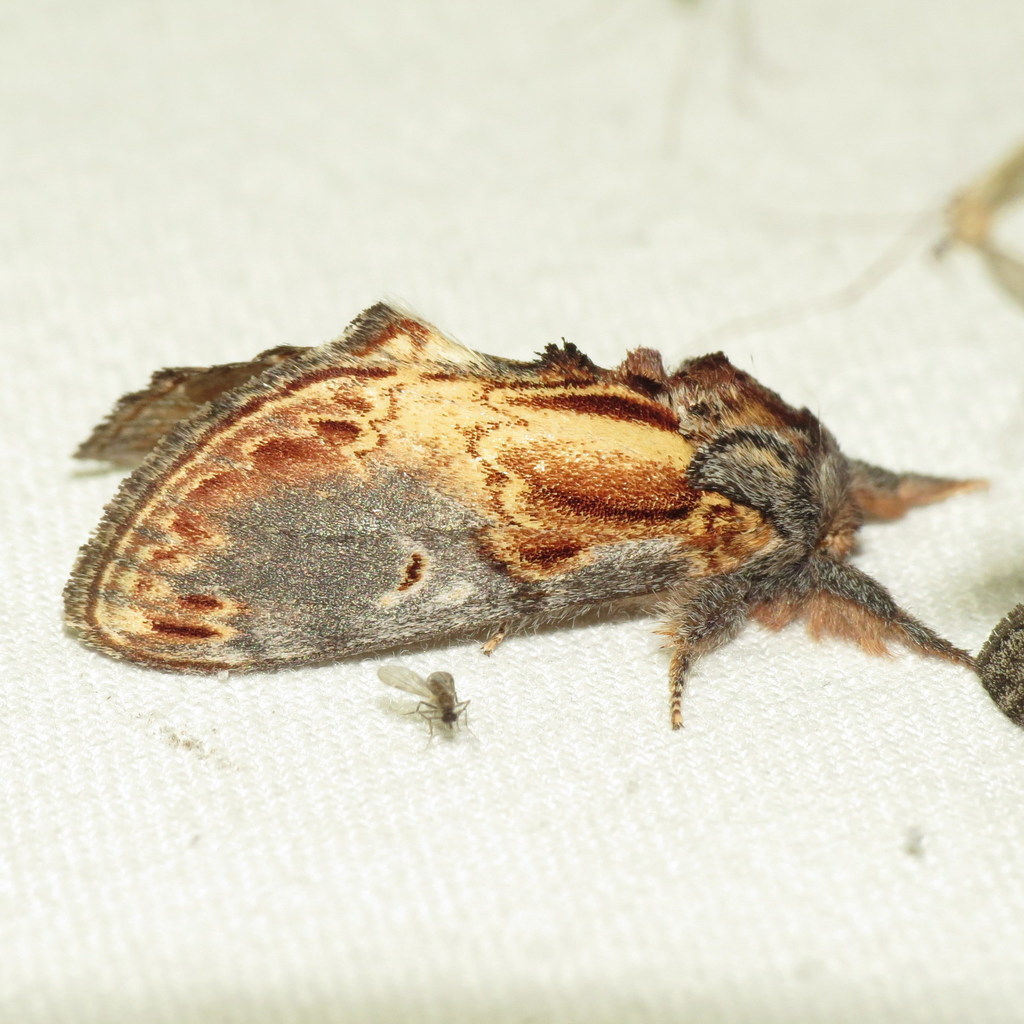 Base-streaked Prominent Moth