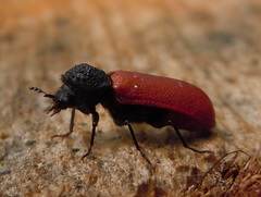 Bostrichus capucinus