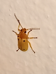 Metaxyonycha tetrasticta