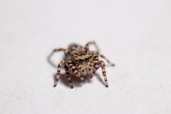 Pelegrina galathea