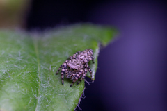 Pelegrina galathea