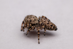 Pelegrina galathea