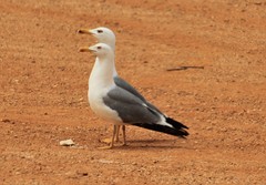 Larus michahellis