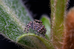 Pelegrina galathea